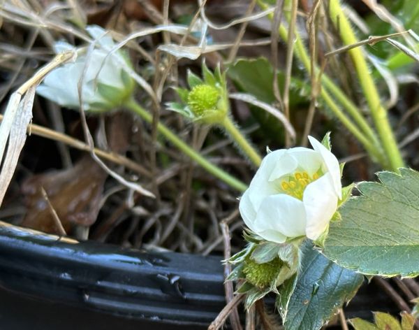Strawberries coming soon