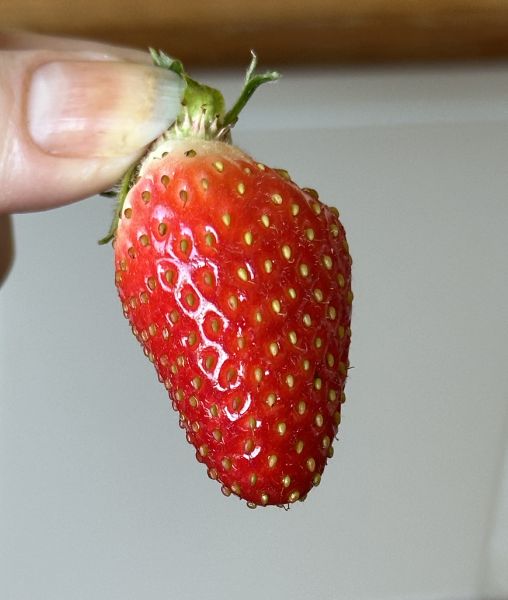 Strawberry