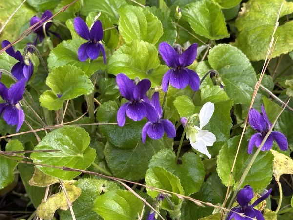 Violets