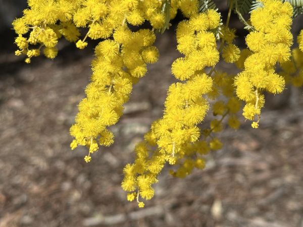 Wattle