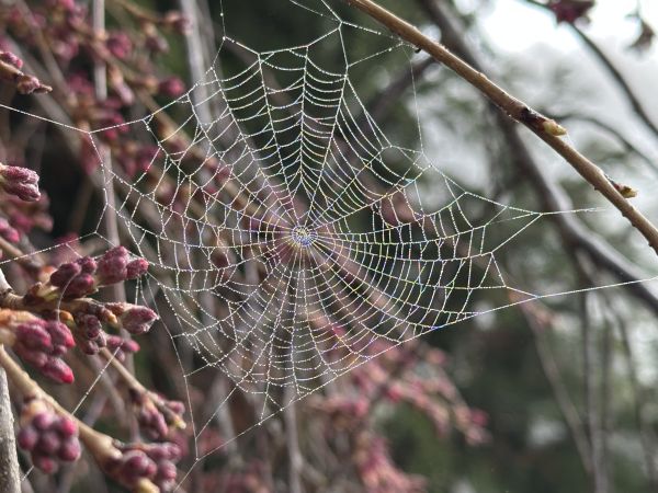 Foggy spider web