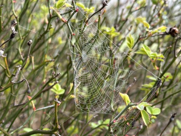 Foggy spider web