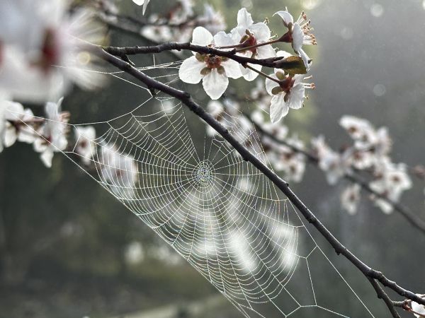 Foggy spider web