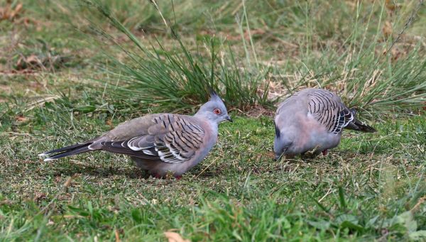 Crested pigeons