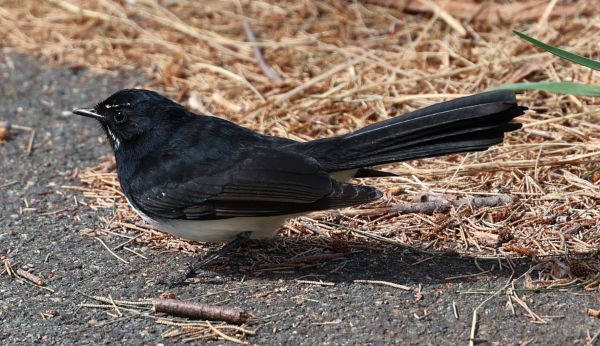 Willie wagtail