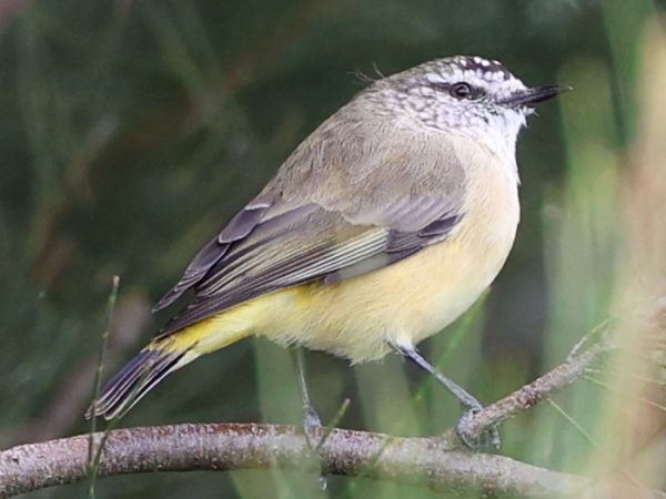 Yellow-rumped thornbill