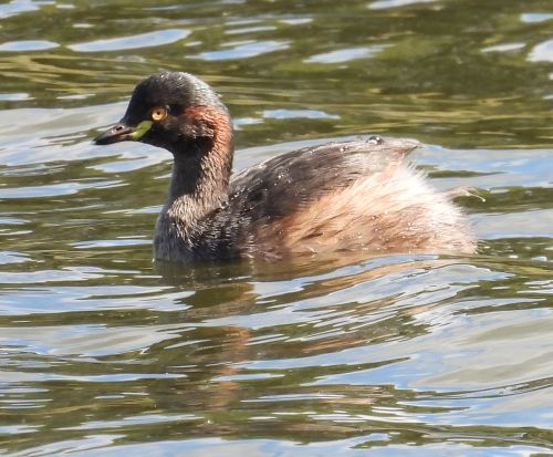 Australasian grebe