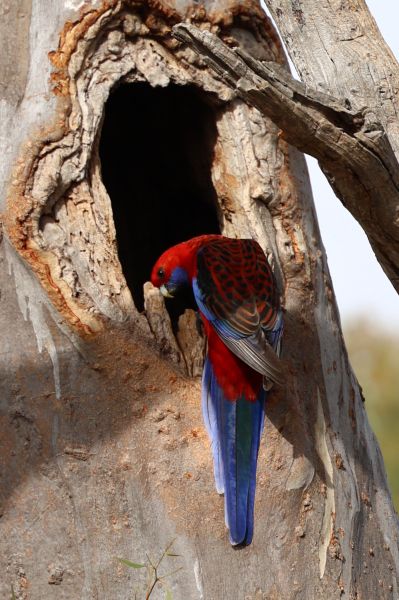Crimson rosellas