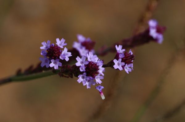 Pretty purple flowers