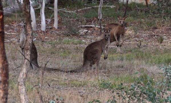 Kangaroos