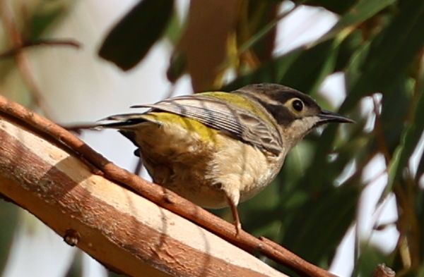 Brown-headed honeyeater