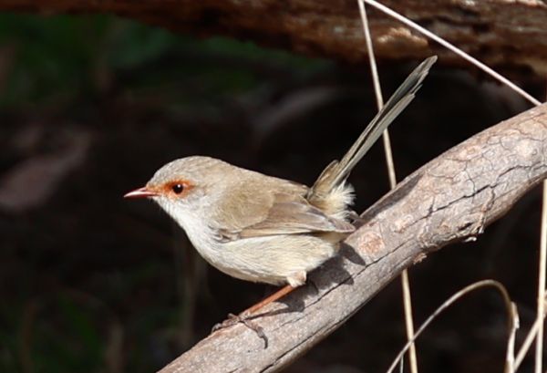 Fairy wren