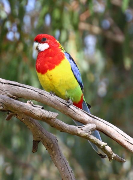 Eastern rosella