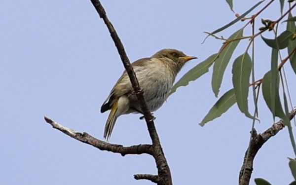 Mystery bird