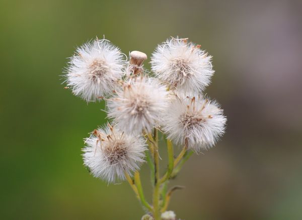 Weeds