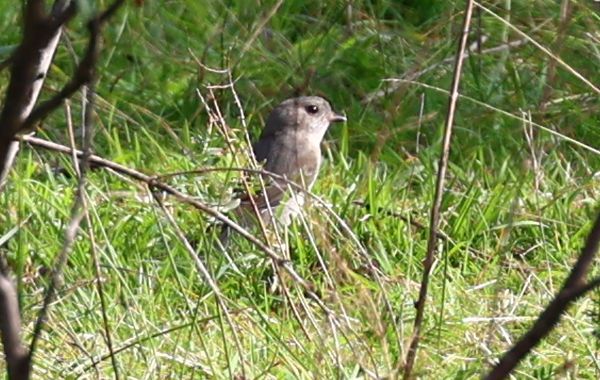 Mystery bird