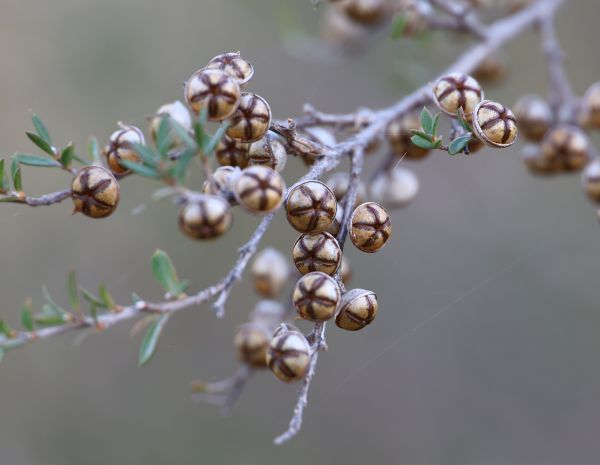 Tea tree seed pods