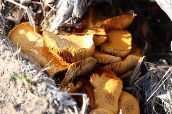 Orange fungus