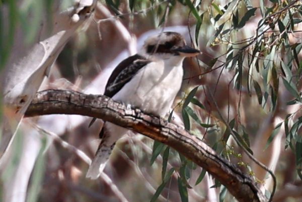 Kookaburra