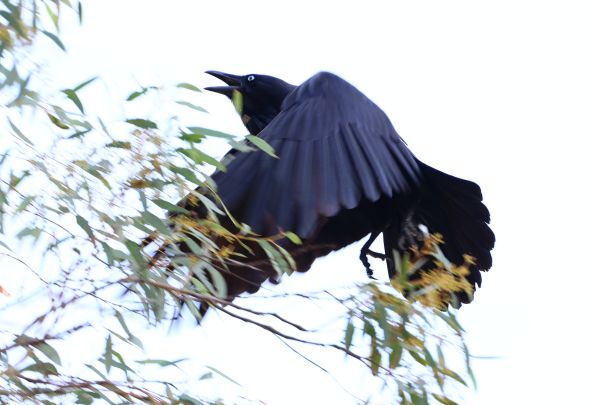 Australian raven