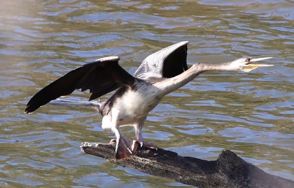 Australasian darter