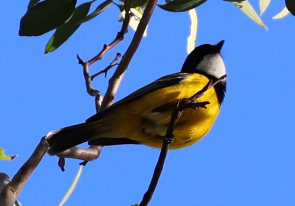 Golden whistler