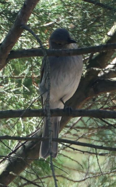 Grey shrike-thrush