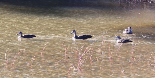 Pacific black ducks