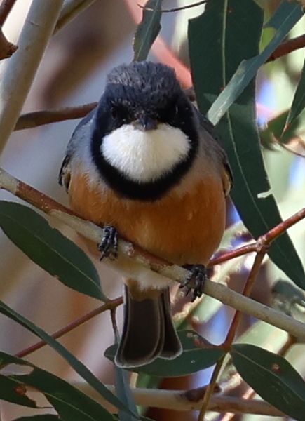 Rufous whistler