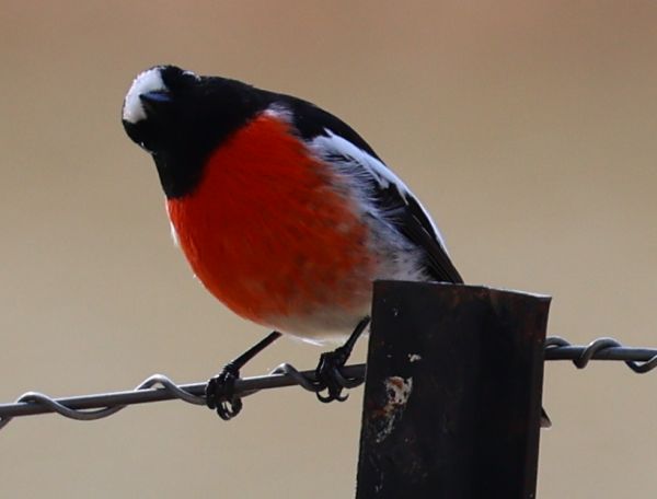Scarlet robin