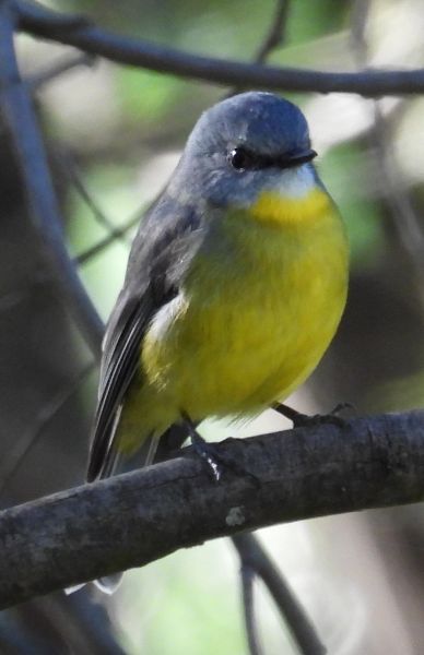 Eastern yellow robin