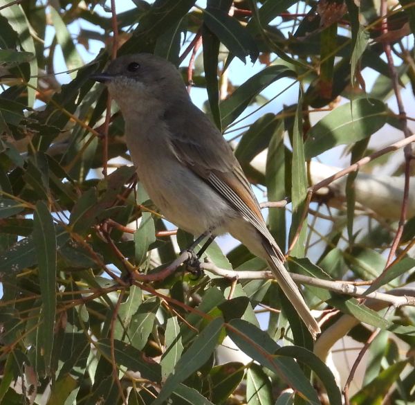Golden whistler