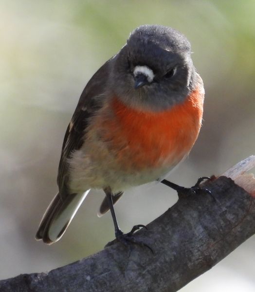 Scarlet robin
