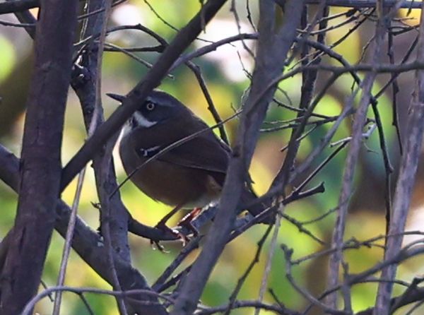 White browed scrubwren