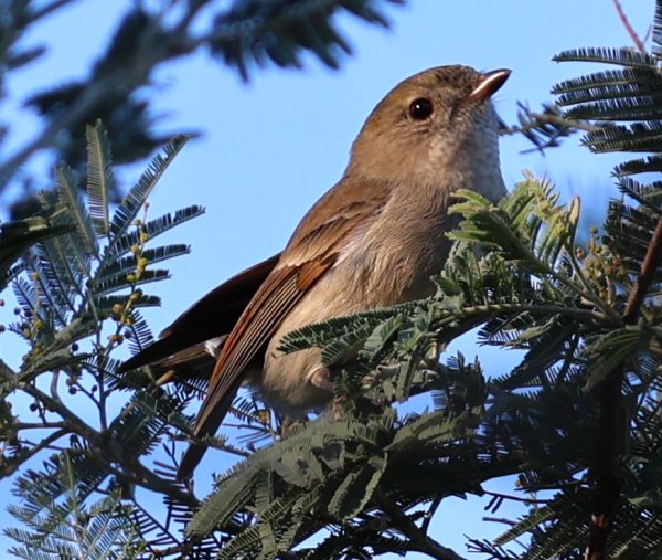 Female golden whistler maybe