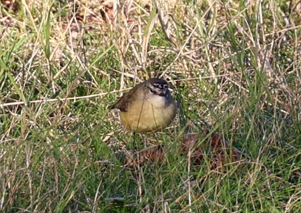 Yellow rumped thornbill