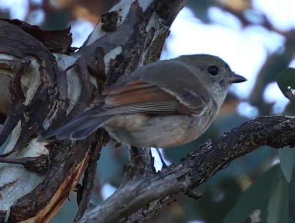 Young golden whistler maybe