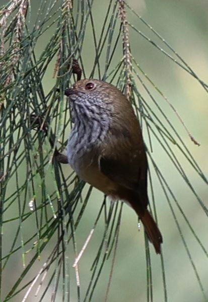 Brown thornbill