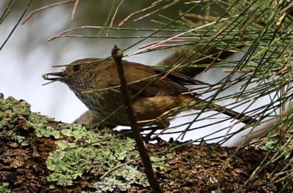 Brown thornbill