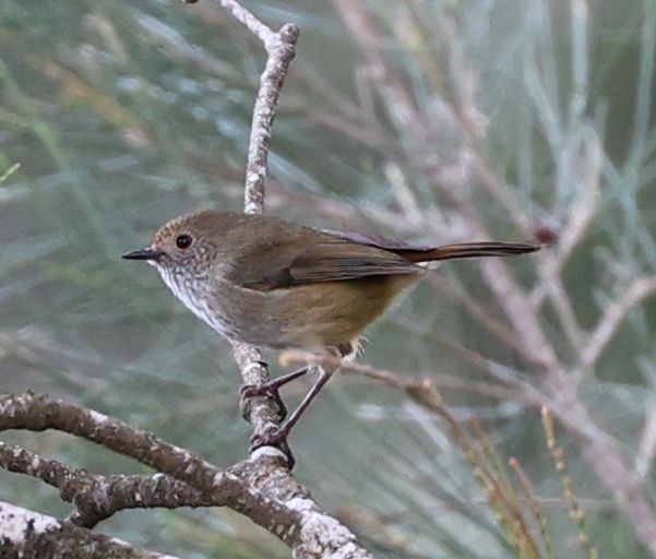 Brown thornbill