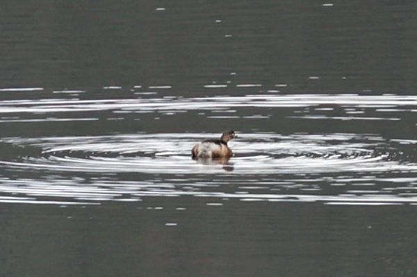 Grebe on Avon Dam