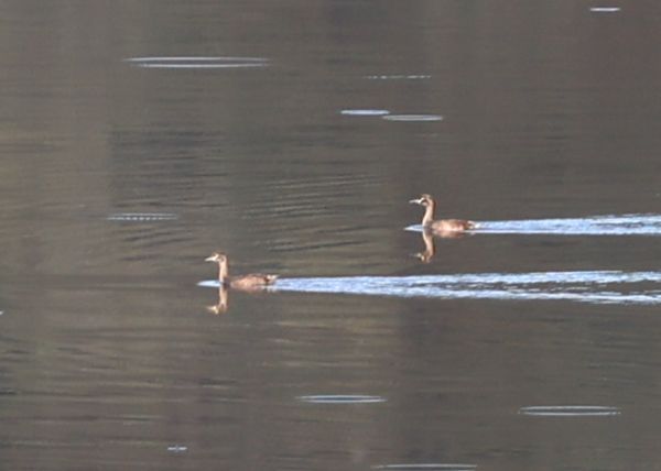 Grebes on Avon Dam