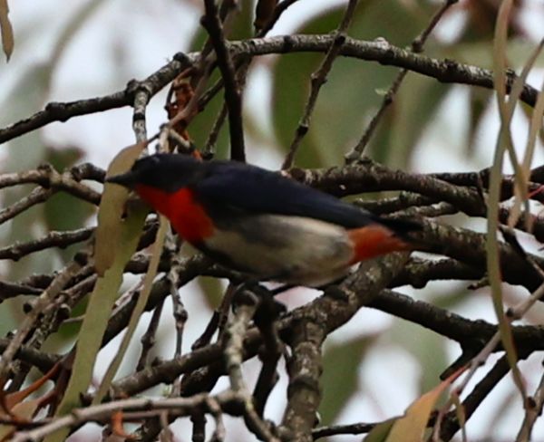 Mistletoe bird