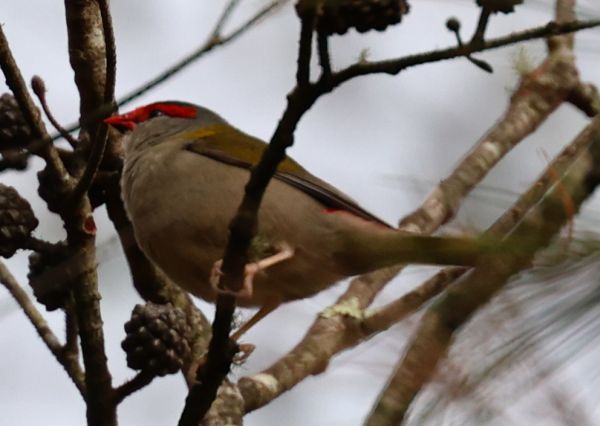 Red browed finch