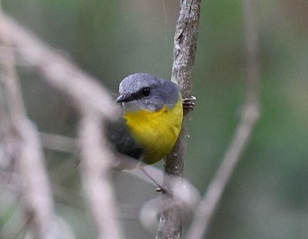 Eastern yellow robin
