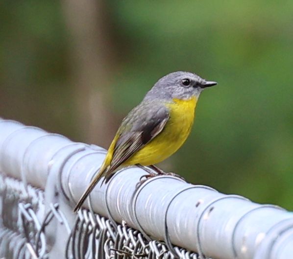 Eastern yellow robin