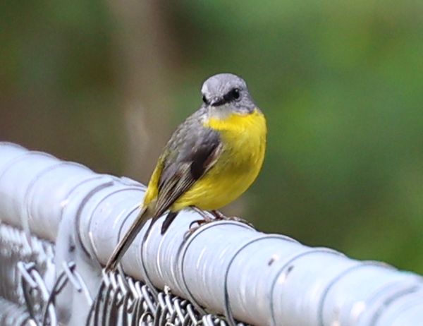Eastern yellow robin