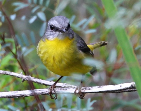 Eastern yellow robin