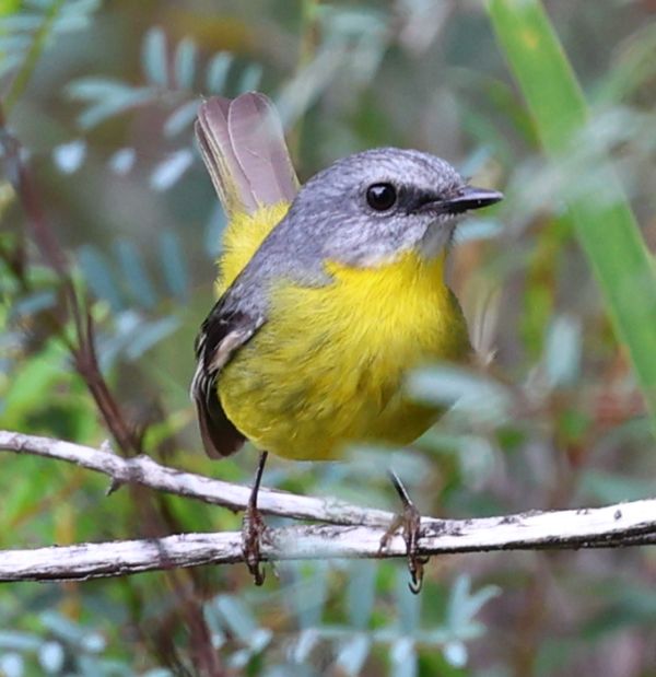 Eastern yellow robin
