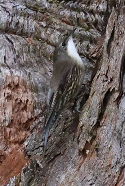 White-throated treecreeper